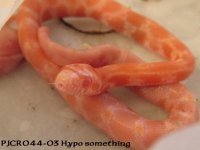 IMG_2372a.jpg