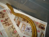 cornsnakes2018.jpg cornsnakes2018.jpg