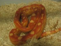 IMG_0099.JPG