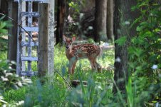 Fawn.jpg