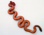 ringneck belly.jpg