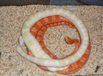 rescue snakes 11-14-10 pic1.jpg