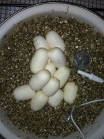 photo-1.JPG