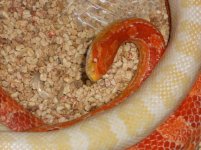 rescue snakes 11-14-10 pic 2.jpg