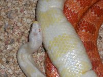 rescue snakes 11-14-10 pic 3.jpg