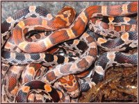 fresh_sheds_1a.jpg