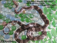 0.1 2008 Anery het amel ph bloodred (ph lava hypo stripe).JPG