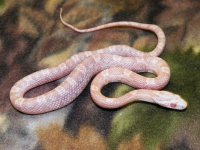 029 Snow het hypo-TS X JMG Coral - M - 12-2-12 - A.jpg