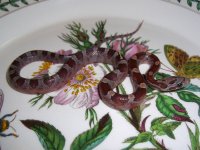 PB2010_01F 004cr.jpg