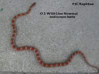 0.1 Wild Line Normal.jpg