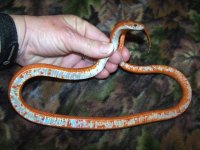 WWE's Kazuki - 2-2-10 - belly.jpg