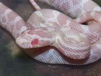 073 hypo snow - F - 7-16-11 - close up.jpg