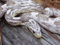Jocelyne Jan '12 - close up - 2.jpg