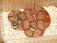 IMG_2312 klein.jpg
