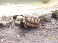 turtle pen.jpg