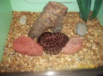 Red Pygmy.jpg