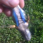 lizard.jpg