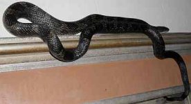 blacksnake2.jpg