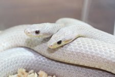 IMG_5682 Ghost Blood Stripe (Het Amel) x Same (2) .JPG