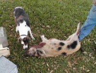 Jolie and Hog.JPG