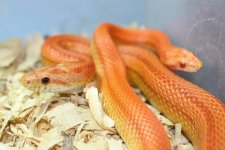 IMG_5498 Hypo Stripe (Het Opal) x Hybino Stripe (Het Opal) (3) .JPG