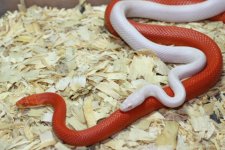 IMG_5698 Fire Stripe x Opal Blood #1 (3) .JPG
