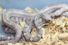 IMG_5453 Phantom (Het Bloodred) x Hypo Pewter (6) .JPG