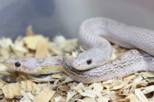 IMG_5881 Ghost Blood x Ghost Blood Stripe (5) .JPG