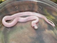 036 Ultramel Pewter - M - 7-16-12 - pre shed - B.jpg