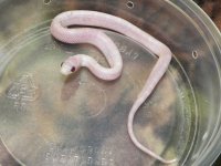 036 Ultramel Pewter - M - 7-16-12 - pre shed - C.jpg