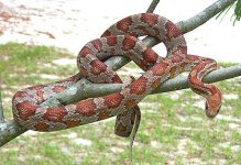 Libra May '05 - 3.JPG