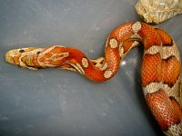 Milky x Cherry A-3.jpg
