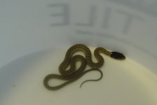 garter1.jpg