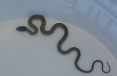 garter2.jpg