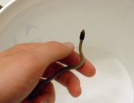 garter3.jpg