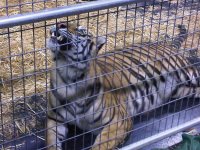 tiger4.jpg