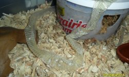 pre-lay shed.JPG