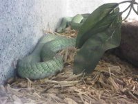 green mamba.jpg