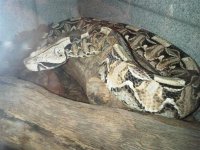 gaboon viper.jpg