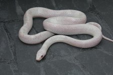 Diamond Diffused.jpg