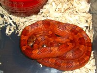 Baby C is hungry 002cr.jpg