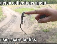 geico.jpg