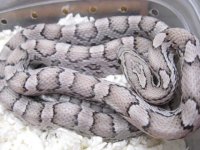 forum charcoal okeetee.jpg