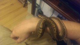ball-python-5.jpg