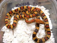 forum beatty x abbott.jpg