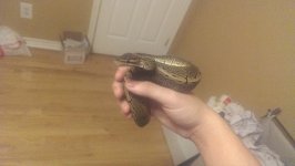 ball-python-6.jpg