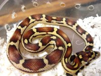 forum motley jbc.jpg