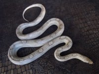 granite motley adult female.jpg
