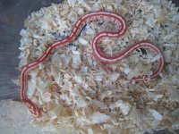 Sundari1.jpg