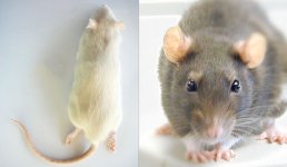 live-vs-frozen-feeder-rats.jpg